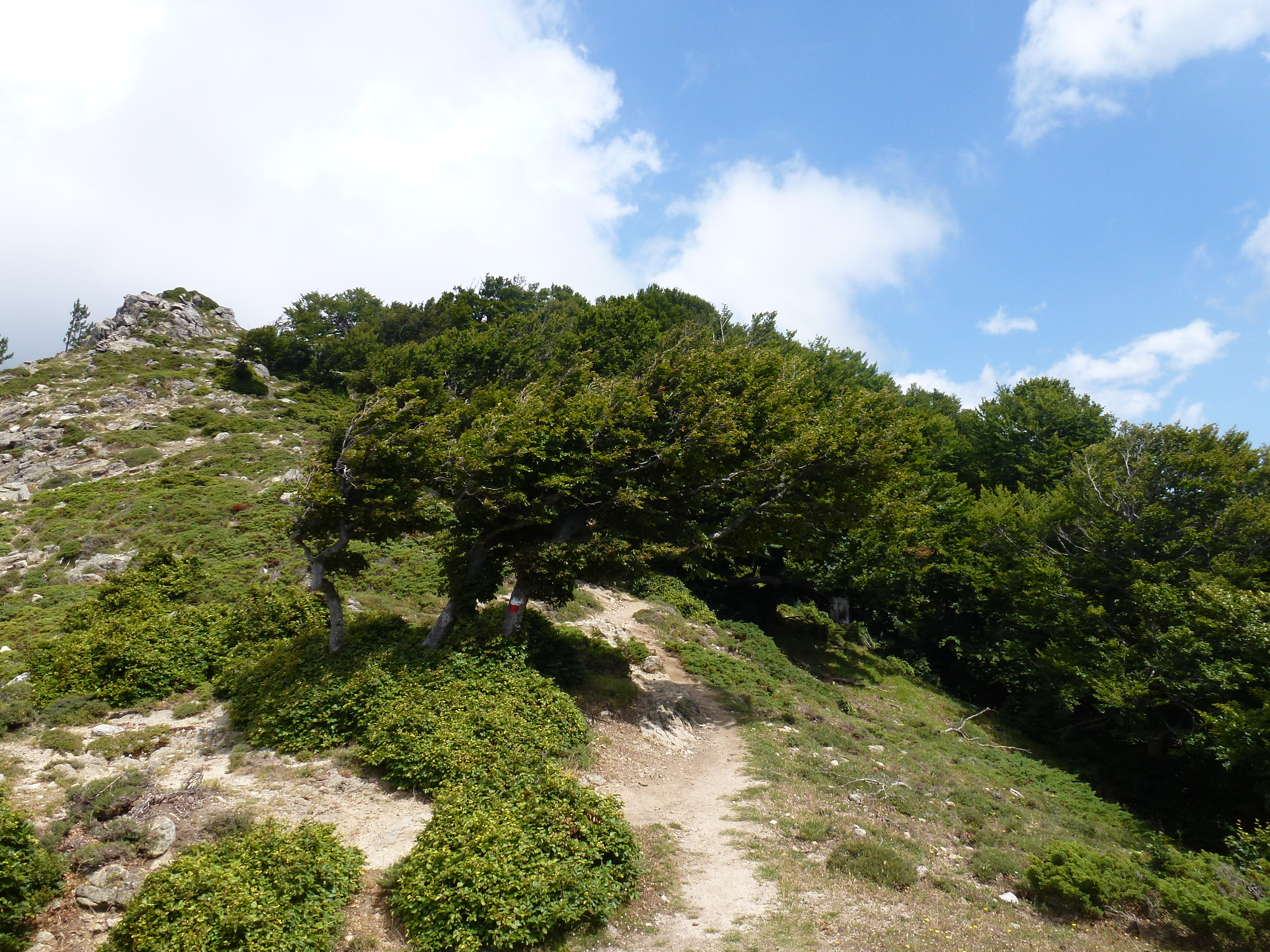 Windswept trees on Bocca di Laparo on the GR20